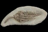Nice, Crinoid (Macrocrinus) Fossil - Crawfordsville, Indiana #78258-1